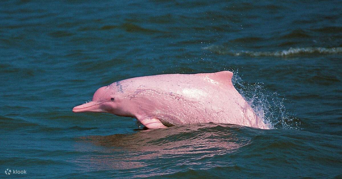 ピンクドルフィン　pink dolphine セットアップヒップホップ